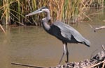 Heron at Bosque