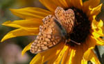 Butterfly on sunflower