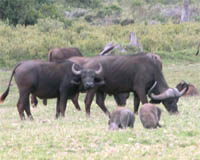 Bison