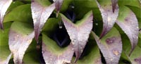 Lobelia detail