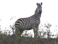 Zebra